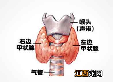 为什么甲亢叫做不死的癌症-甲亢怎样才算控制住了