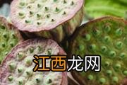 吃虾皮可以补钙吗 虾皮怎么吃最好