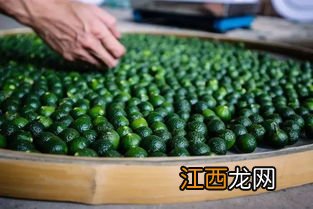 新会小青柑茶叶怎么保存