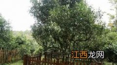 老班章古树茶 怎么喝