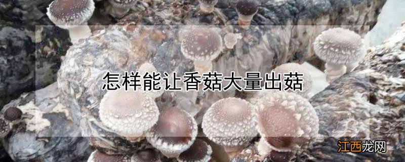 怎样能让香菇大量出菇