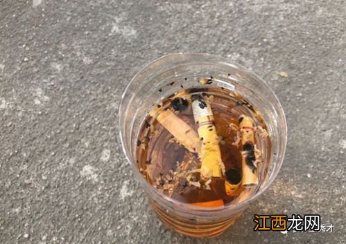 抽完的烟头泡水可以浇花吗-烟头泡水怎么浇花