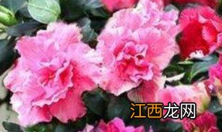 杜鹃花怎么养才能开花不断掉叶 杜鹃花怎么养才能开花不断