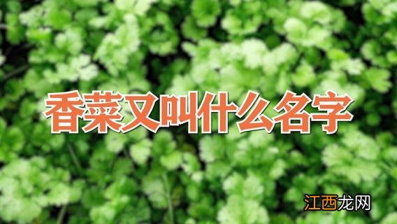 香菜又叫什么名字