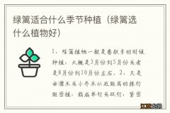 绿篱选什么植物好 绿篱适合什么季节种植