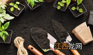 冰草适合什么时候种植 冰草适合什么季节种植