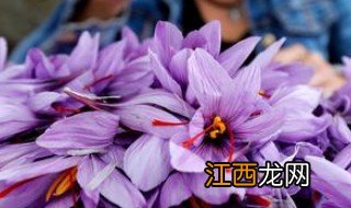 红花什么时候采摘最为合适 什么时间采摘西红花最好