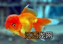 金鱼为什么会沉到水底下-金鱼沉底是在睡觉吗