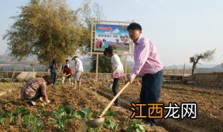 尿兑水浇菜正确方法 怎么做才正确