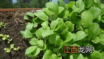 为什么种子发芽后几天死了-种子需要什么条件才能发芽