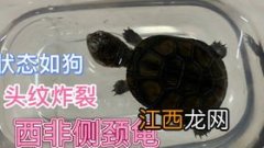 乌龟蛋怎么自然孵化-乌龟蛋多少天孵出