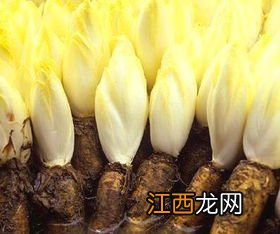 喝菊苣茶一个月尿酸反而高了为什么-尿酸不高可以喝菊苣栀子茶吗