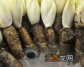 喝菊苣茶一个月尿酸反而高了为什么-尿酸不高可以喝菊苣栀子茶吗