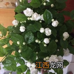 家里用什么可以做花肥-花肥怎么施效果好