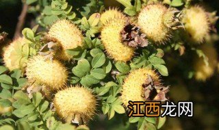 刺梨适合什么地方种植 刺梨种植需要什么条件