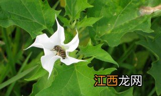 曼陀罗种植需要什么条件 曼陀罗种植需要什么条件呢