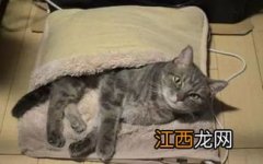 猫咪脚垫热是什么原因-小猫的脚垫冰的好还是暖的