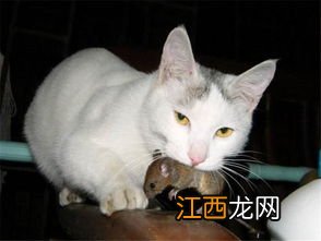 猫咪吃蜂蜜会死吗-猫咪吃蜂蜜为什么会吐