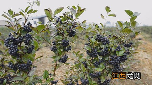 黑果花楸能卖出去吗-大量收购黑果花楸哪里有