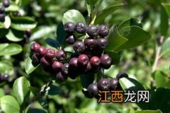 黑果花楸吃多了会中毒吗-有没有加工黑果花楸的公司