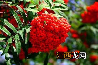 黑果花楸干红酒一次喝多少-黑果花楸干红酒多少钱