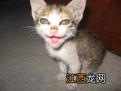 猫咪太瘦吃什么能快速胖起来-猫咪太瘦了可能是什么原因