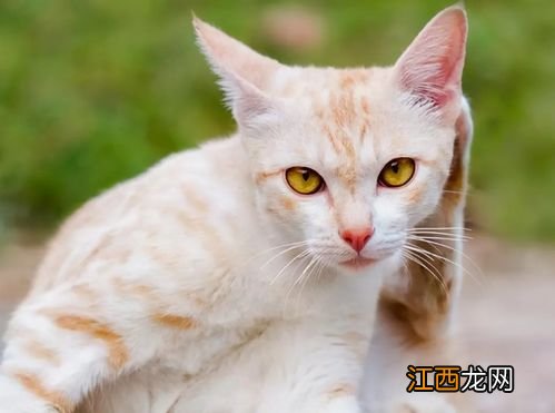 猫咪太瘦吃什么能快速胖起来-猫咪太瘦了可能是什么原因