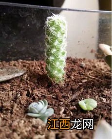 植物烂根后的土壤还能用吗-植物烂根怎么补救