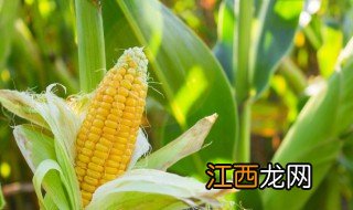 玉米需要什么条件种植 玉米需要什么条件种植好