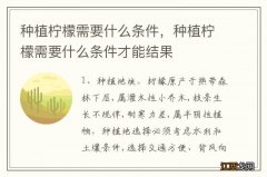 种植柠檬需要什么条件，种植柠檬需要什么条件才能结果