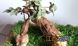 种植何首乌需要什么条件 种植何首乌需要什么样的条件