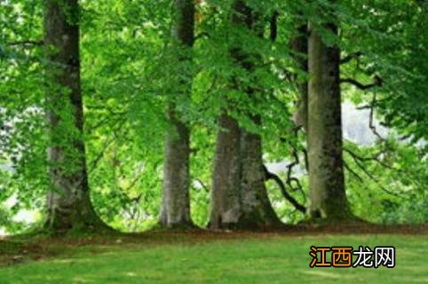 冬季剪树什么时间最佳