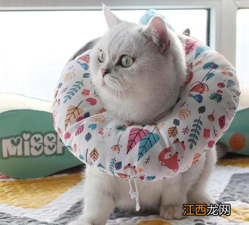 伊丽莎白圈会影响猫咪睡觉吗-猫咪伊丽莎白圈戴多久