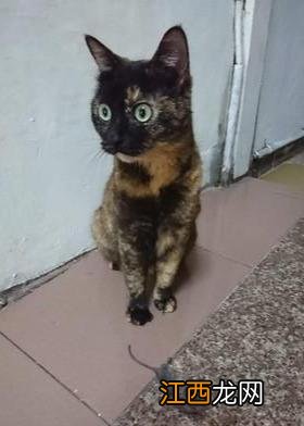 三个月幼猫能吃虾吗-猫吃虾可以吃几只