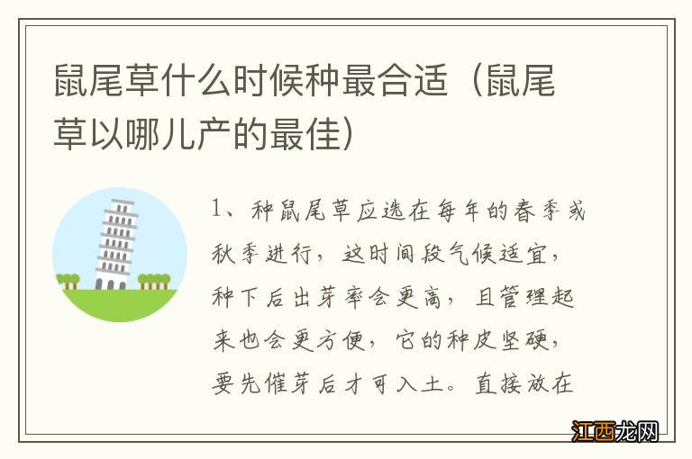 鼠尾草以哪儿产的最佳 鼠尾草什么时候种最合适