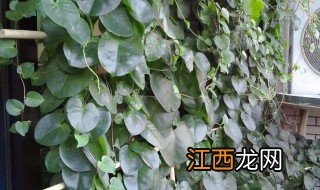 藤三七什么时候种最合适 藤三七什么时候种植最好