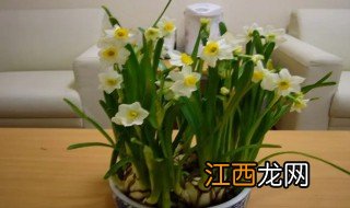 水仙花啥时候种合适 什么时候种水仙花最合适