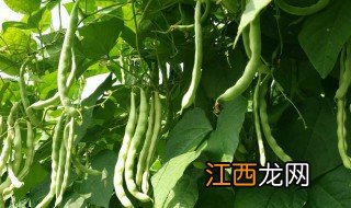 绿龙架豆什么时候种最合适，绿龙架豆怎么种