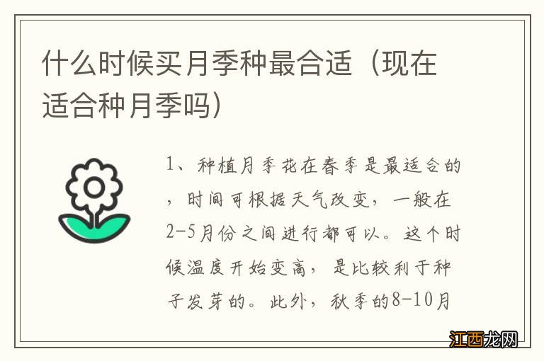 现在适合种月季吗 什么时候买月季种最合适