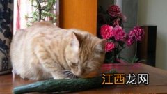 猫吃黄瓜能生吃吗-猫吃黄瓜会拉肚子吗