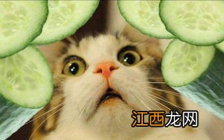 猫吃黄瓜能生吃吗-猫吃黄瓜会拉肚子吗