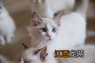 布偶爆毛是什么时候-布偶猫怎样喂会爆毛