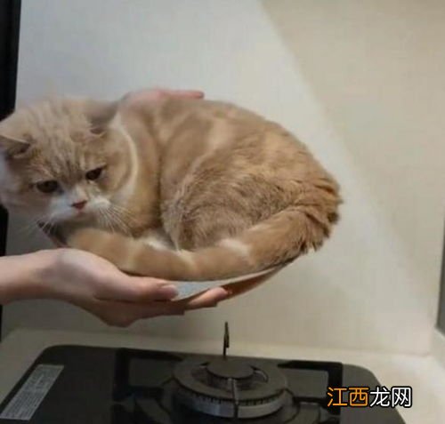 新的猫窝猫如何适应-猫窝多久换一个