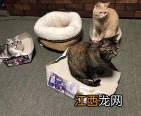 新的猫窝猫如何适应-猫窝多久换一个