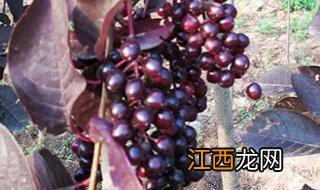 移栽李子树什么季节最好 稠李树适合种植季节