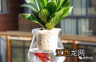 水培植物长虫子怎么办-水培植物长虫是什么原因导致的