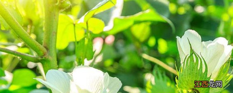 植物生长需要什么