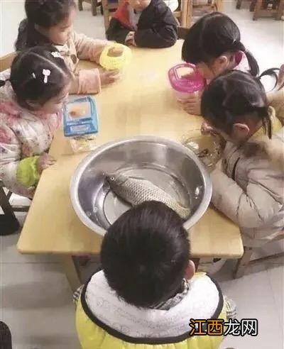 幼儿园老师让带“多肉”,第二天孩子带来的东西,让老师笑出眼泪