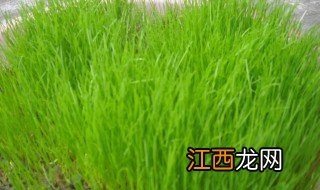 黑麦草籽什么时候种最合适 黑麦草籽什么时候种最合适呢