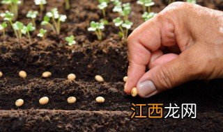 北方草籽什么时候种最合适 北方草籽什么时候种最合适呢